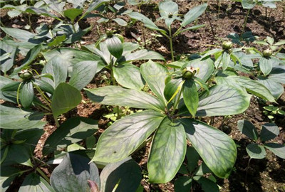 重楼价格是多少钱一斤?有哪些功效与作用? - 土