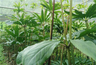 重楼价格是多少钱一斤?有哪些功效与作用? - 土