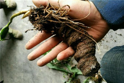 重楼价格是多少钱一斤?有哪些功效与作用? - 土