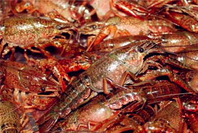 养殖小龙虾一亩可赚多少钱?2018年小龙虾养殖