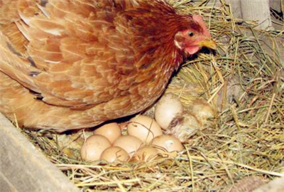 蛋鸡养殖赚钱吗?2018-2019蛋鸡养殖前景利润