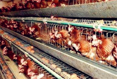 蛋鸡养殖赚钱吗?2018-2019蛋鸡养殖前景利润