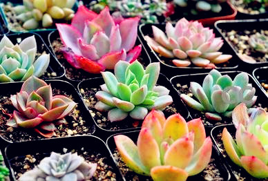 多肉植物哪几种比较可爱?该浇水还是喷雾?配