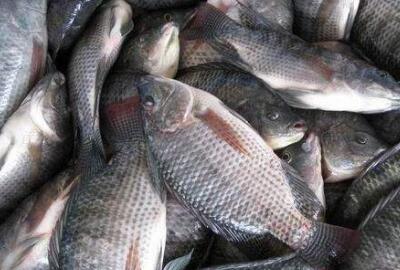罗非鱼价格多少钱一斤?有什么营养价值?怎么