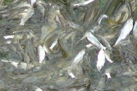 洞庭湖水系名产黄尾鱼多少钱一斤?有什么功效