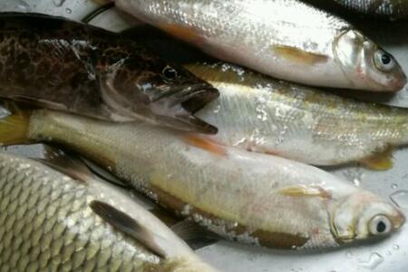 洞庭湖水系名产黄尾鱼多少钱一斤?有什么功效