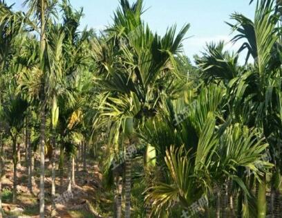 黎族自治县土地面积是多少?能种植哪些果树?