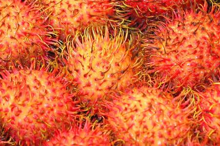 红毛丹一般几月份上市?怎么吃?哪些人不适合