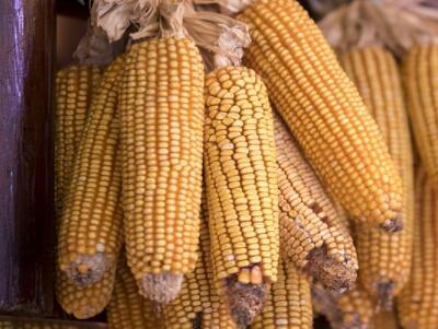 紫、甜、粘、水果玉米种子多少钱一斤?亩产多