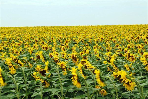 成立农村合作社的条件和所需资料 - 土流网