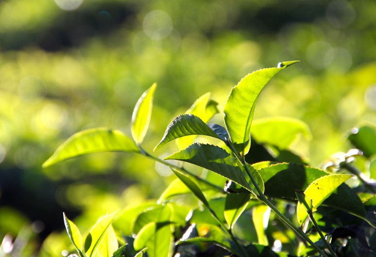 成立农村合作社的条件和所需资料 - 土流网