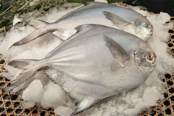 扁鱼是海鱼还是淡水鱼?怎么做好吃?有什么营