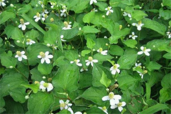 车前草、鱼腥草、鬼针草长什么样?分别什么时