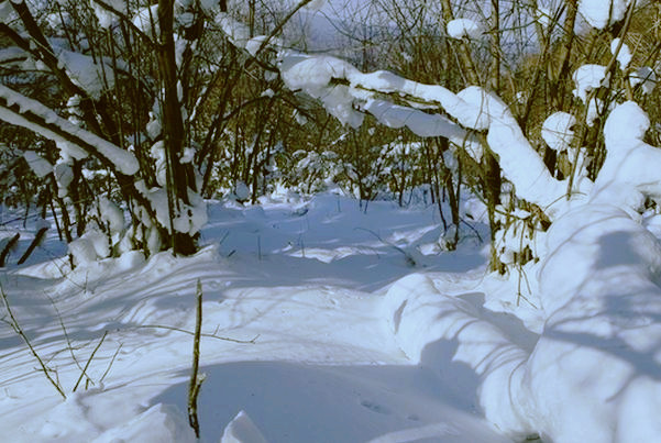 雪花的形状像什么?有什么诗意的名字?用处都
