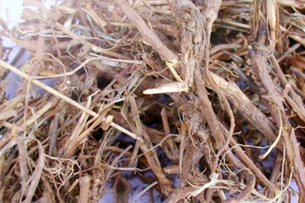 中药柴胡种子多少钱一斤?一亩要多少?种植技