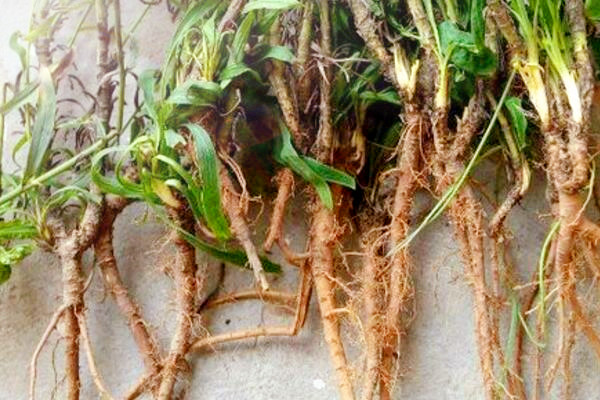 中药柴胡种子多少钱一斤?一亩要多少?种植技