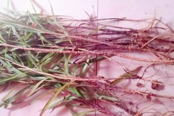 中药柴胡种子多少钱一斤?一亩要多少?种植技