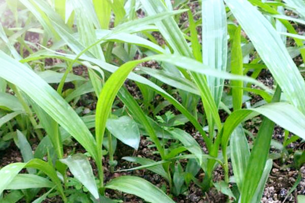 中药柴胡种子多少钱一斤?一亩要多少?种植技