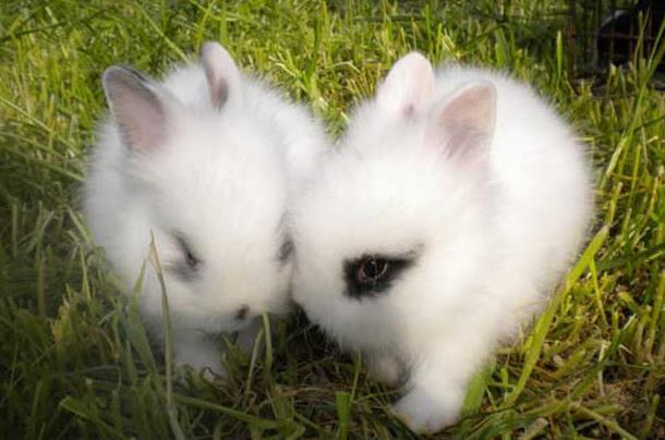 家养宠物兔多少钱一只?怎么养比较好?小兔子