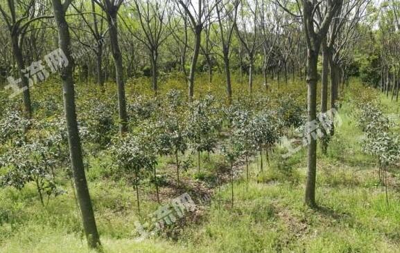 上海市土地面积多大?农业发展如何?气候怎么