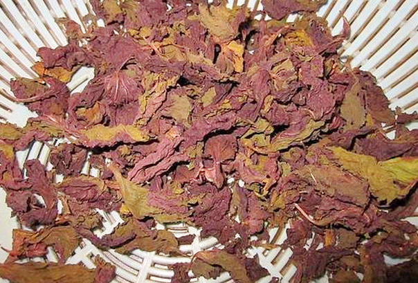 屠苏草就是紫苏吗?长什么样子?生长在哪里? - 土流网