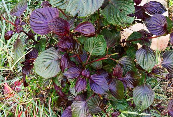 屠苏草就是紫苏吗?长什么样子?生长在哪里? - 土流网