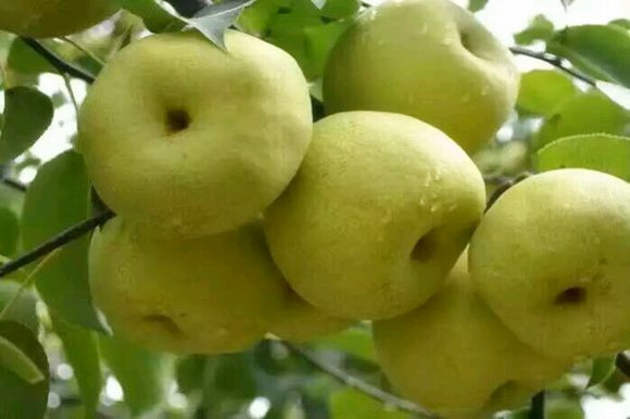 安徽砀山梨什么时候成熟?多少钱一斤?有哪些