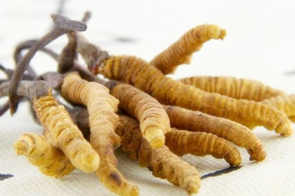 冬虫夏草多少钱一克?是怎么形成的?什么季节