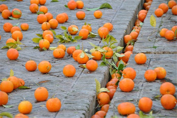 橙子什么时候成熟?怎样挑选橙子?它的功效与