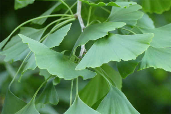 银杏果(白果)、银杏树叶采摘季节是什么时候?