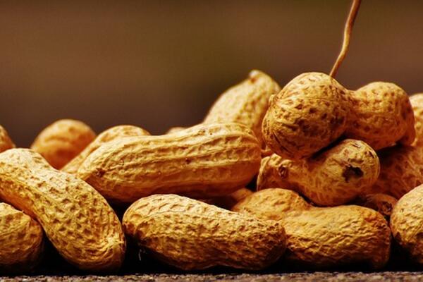 一亩地用多少花生种?什么时间种?技术有哪些