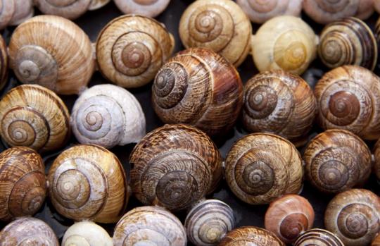 蜗牛是益虫还是害虫?有毒吗?吃什么食物? - 土