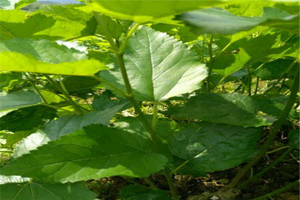 桑叶的最佳采摘季节是什么时候?怎么用桑叶泡