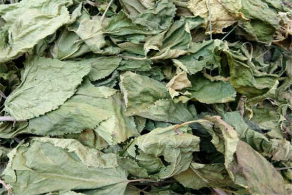 桑叶的最佳采摘季节是什么时候?怎么用桑叶泡