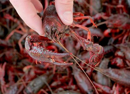 养殖龙虾吃什么食物长得快?一亩能赚多少钱?