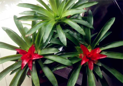 鸿运当头是什么植物?什么时候分株? - 土流网