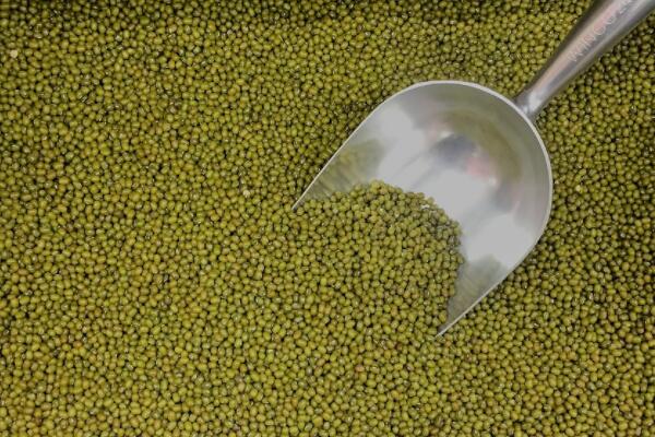 绿豆一般开花要多久?几月播种收获?种植方法