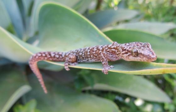 壁虎是益虫还是害虫?有毒吗?被咬了怎么办? -