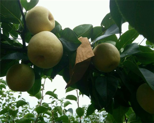 黄金梨什么时候成熟?产地在哪儿?价格多少钱
