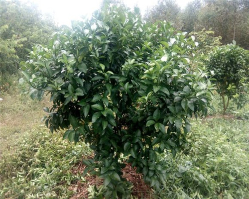 砂糖桔树苗多少钱一株?什么时候种植?栽培技