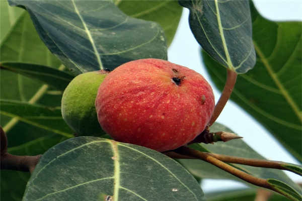 无花果采摘季节是什么时候?种植前景如何?市