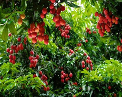 荔枝树长什么样?生长在什么地方?它能在北方