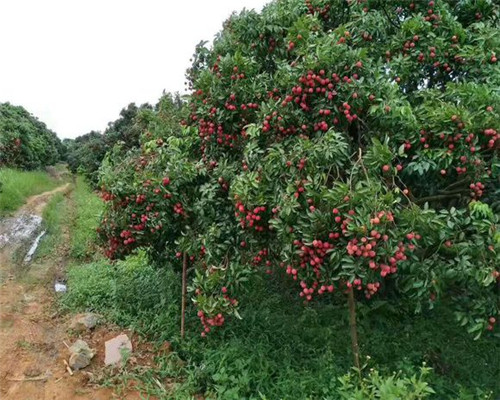 荔枝树长什么样?生长在什么地方?它能在北方