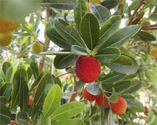 杨梅树苗多少钱一棵?什么时候种植?怎样栽培