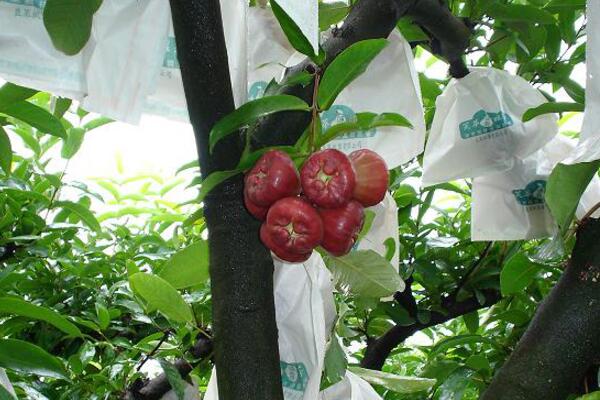 莲雾一般几月份上市?好吃吗?有什么禁忌? - 土