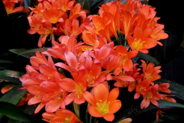 观赏花卉君子兰多久浇一次水?有哪些品种?烂