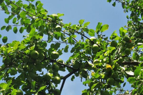 美容水果青苹果几月份成熟上市?功效作用是