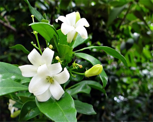 芸香科植物七里香一盆多少钱?适合什么环境生