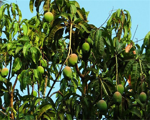 常绿乔木芒果树长什么样子?一般能长多高?适