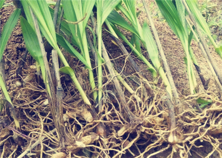 白芨种苗多少钱一公斤?种植一亩白芨要多少钱